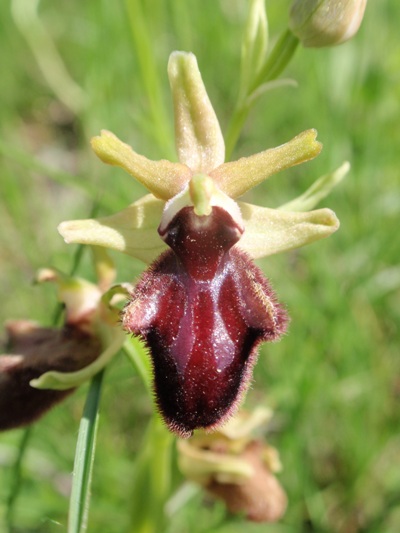 Ophrys incubacea subsp vivarensis (?)